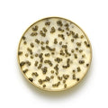 CAVIAR BUTTER
