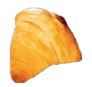 BIG SFOGLIATELLA